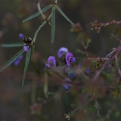 Glycine clandestina (Twining Glycine) at Hackett, ACT - 24 Sep 2024 by Venture