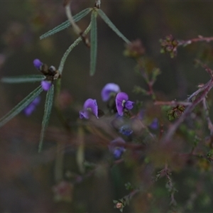 Glycine clandestina at Hackett, ACT - 24 Sep 2024