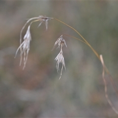 Themeda triandra (Kangaroo Grass) at Hackett, ACT - 23 Sep 2024 by Venture