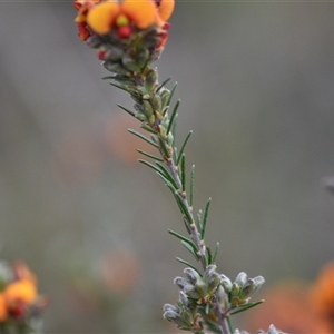 Dillwynia sericea at Hackett, ACT - 24 Sep 2024