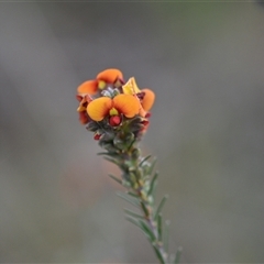 Dillwynia sericea at Hackett, ACT - 24 Sep 2024