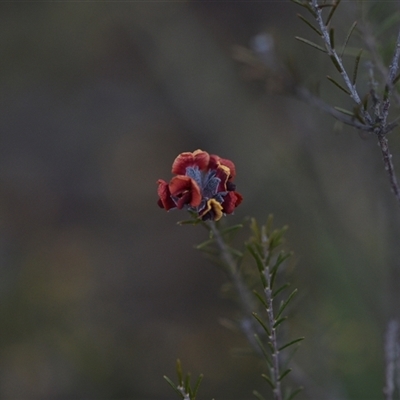 Dillwynia sp. Yetholme (P.C.Jobson 5080) NSW Herbarium at Hackett, ACT - 23 Sep 2024 by Venture