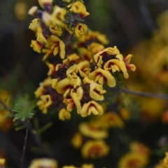 Dillwynia sp. Yetholme (P.C.Jobson 5080) NSW Herbarium at Hackett, ACT - 24 Sep 2024