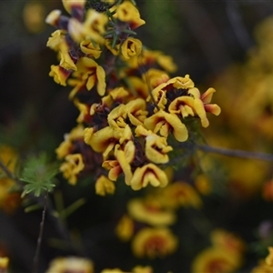 Dillwynia sp. Yetholme (P.C.Jobson 5080) NSW Herbarium at Hackett, ACT - 24 Sep 2024 06:52 AM