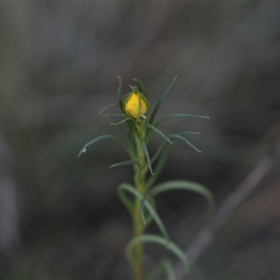 Xerochrysum viscosum (Sticky Everlasting) at Hackett, ACT - 24 Sep 2024 by Venture