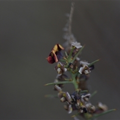 Daviesia genistifolia (Broom Bitter Pea) at Hackett, ACT - 24 Sep 2024 by Venture