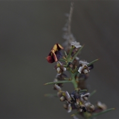 Daviesia genistifolia (Broom Bitter Pea) at Hackett, ACT - 23 Sep 2024 by Venture