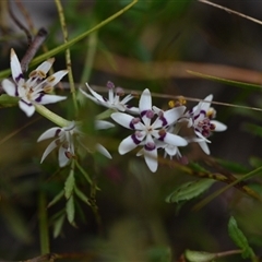 Wurmbea dioica subsp. dioica (Early Nancy) at Hackett, ACT - 24 Sep 2024 by Venture