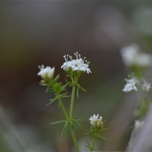 Asperula conferta at Hackett, ACT - 24 Sep 2024 06:42 AM