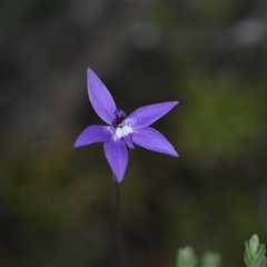 Glossodia major (Wax Lip Orchid) at Yarralumla, ACT - 25 Sep 2024 by Venture