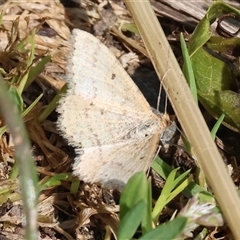 Scopula rubraria at Wodonga, VIC - 28 Sep 2024 by KylieWaldon