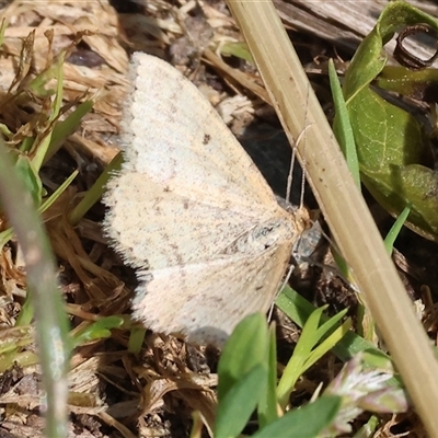 Scopula rubraria (Reddish Wave, Plantain Moth) at Wodonga, VIC - 28 Sep 2024 by KylieWaldon