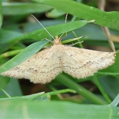 Scopula rubraria at Wodonga, VIC - 28 Sep 2024 01:43 PM