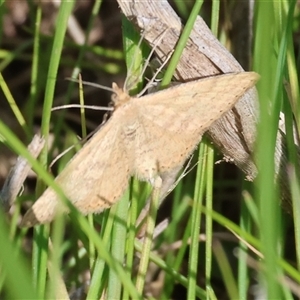 Scopula rubraria at Wodonga, VIC - 28 Sep 2024 01:43 PM