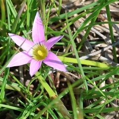 Romulea rosea var. australis (Onion Grass) at Wodonga, VIC - 28 Sep 2024 by KylieWaldon