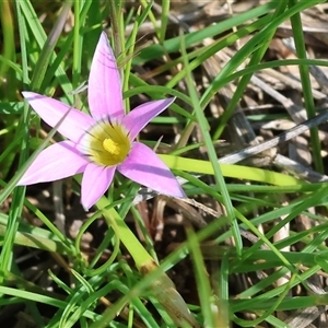 Romulea rosea var. australis at Wodonga, VIC - 28 Sep 2024