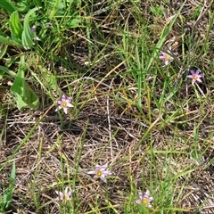 Romulea rosea var. australis at Wodonga, VIC - 28 Sep 2024