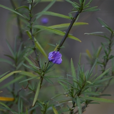 Solanum linearifolium (Kangaroo Apple) at Yarralumla, ACT - 25 Sep 2024 by Venture