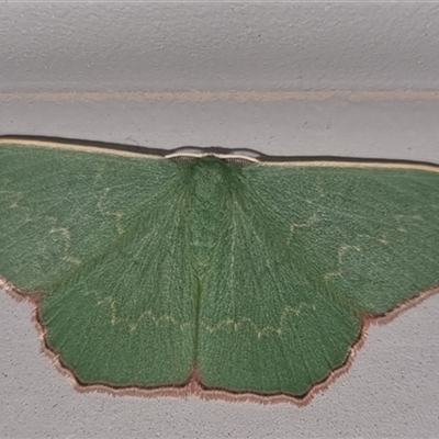 Prasinocyma semicrocea (Common Gum Emerald moth) at Bungendore, NSW - 28 Sep 2024 by clarehoneydove