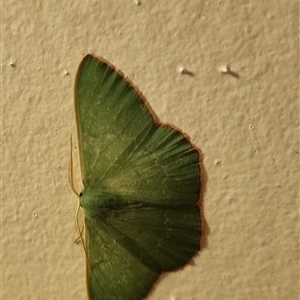 Prasinocyma semicrocea at Bungendore, NSW - suppressed