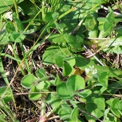 Trifolium subterraneum (Subterranean Clover) at Wodonga, VIC - 28 Sep 2024 by KylieWaldon