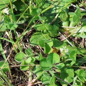 Trifolium subterraneum at Wodonga, VIC - 28 Sep 2024