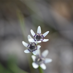 Wurmbea dioica subsp. dioica at Yarralumla, ACT - 25 Sep 2024 07:19 AM