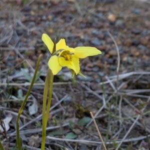 Diuris chryseopsis at Sutton, NSW - suppressed