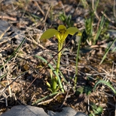 Diuris chryseopsis at Sutton, NSW - suppressed