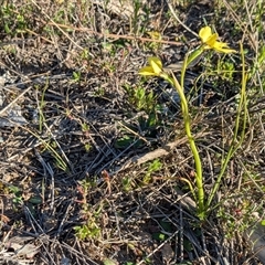 Diuris chryseopsis at Sutton, NSW - suppressed