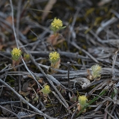 Triptilodiscus pygmaeus (Annual Daisy) at Yarralumla, ACT - 24 Sep 2024 by Venture