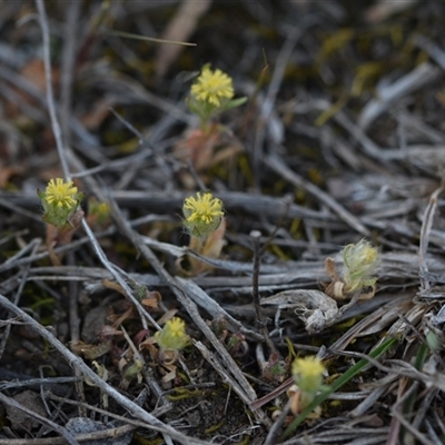 Triptilodiscus pygmaeus (Annual Daisy) at Yarralumla, ACT - 25 Sep 2024 by Venture