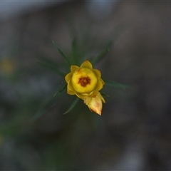 Xerochrysum viscosum (Sticky Everlasting) at Yarralumla, ACT - 25 Sep 2024 by Venture