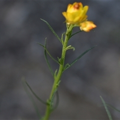 Xerochrysum viscosum at Yarralumla, ACT - 25 Sep 2024 07:30 AM