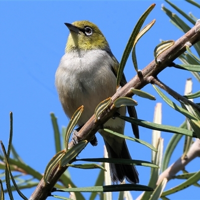 Zosterops lateralis (Silvereye) at Wodonga, VIC - 28 Sep 2024 by KylieWaldon