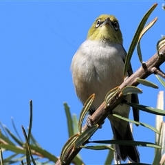 Zosterops lateralis at Wodonga, VIC - 28 Sep 2024