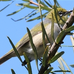 Zosterops lateralis at Wodonga, VIC - 28 Sep 2024