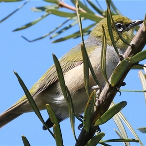 Zosterops lateralis at Wodonga, VIC - 28 Sep 2024