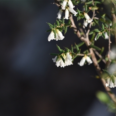 Styphelia fletcheri subsp. brevisepala (Twin Flower Beard-Heath) at Yarralumla, ACT - 25 Sep 2024 by Venture