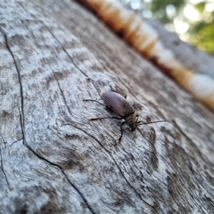 Homotrysis cisteloides at Bungendore, NSW - suppressed