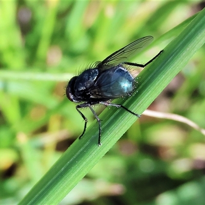 Lucilia cuprina (Australian sheep blowfly) at Wodonga, VIC - 28 Sep 2024 by KylieWaldon