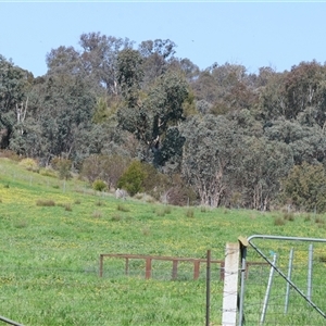 Lucilia cuprina at Wodonga, VIC - 28 Sep 2024 01:35 PM