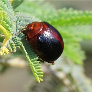 Dicranosterna immaculata at Wodonga, VIC - 28 Sep 2024