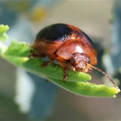 Dicranosterna immaculata at Wodonga, VIC - 28 Sep 2024