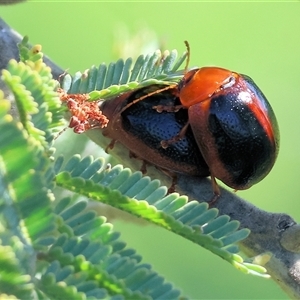 Dicranosterna immaculata at Wodonga, VIC - 28 Sep 2024