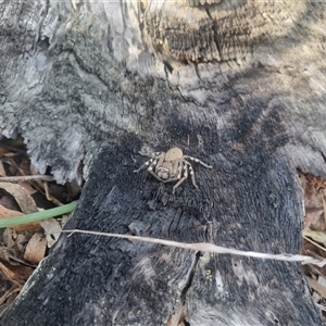 Neosparassus calligaster at Bungendore, NSW - 22 Sep 2024