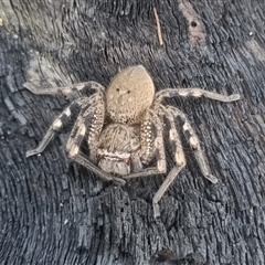 Neosparassus calligaster at Bungendore, NSW - 22 Sep 2024