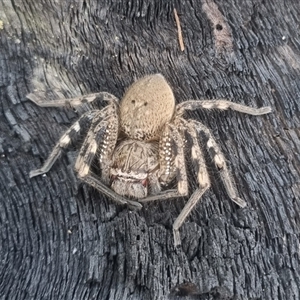 Neosparassus calligaster at Bungendore, NSW - suppressed