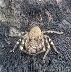 Neosparassus calligaster at Bungendore, NSW - 22 Sep 2024