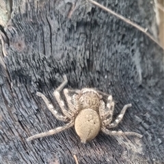 Neosparassus calligaster at Bungendore, NSW - 22 Sep 2024